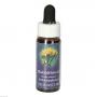 Rabbitbrush Fes Kalifornische Bluetenessenz
