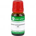 APOCYNUM ANDROSAEMIFOLIUM LM 19 Dilution