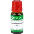 APOCYNUM ANDROSAEMIFOLIUM LM 45 Dilution