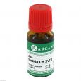 ASA FOETIDA LM 18 Dilution