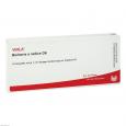 BERBERIS E radice D 6 Ampullen