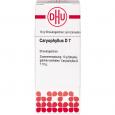 CARYOPHYLLUS D 7 Globuli Ind.Fert.