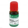 CAUSTICUM HAHNEMANNI LM 24 Dilution