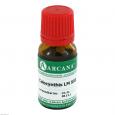 COLOCYNTHIS LM 30 Dilution
