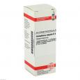CONVALLARIA MAJALIS D 4 Dilution