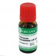 ECHINACEA ANGUSTIFOLIA LM 12 Dilution