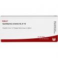 EPIDIDYMIS sinistra GL D 12 Ampullen