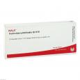 FUNICULUS UMBILICALIS GL D 15 Ampullen