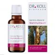 GEMMO-MAZERAT Mammutbaum Dr.Koll Sequoia giga.Tro.