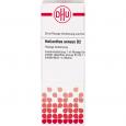 HELIANTHUS ANNUUS D 2 Dilution