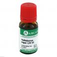 HELLEBORUS NIGER LM 6 Dilution