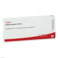 HIPPOCAMPUS GL D 12 Ampullen