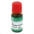 IRIS VERSICOLOR LM 18 Dilution