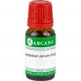 LEONTOPODIUM alpinum LM 17 Dilution