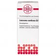 LEONURUS CARDIACA D 2 Globuli Ind.Fert.