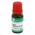 LILIUM TIGRINUM LM 12 Dilution