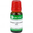 MANDRAGORA E radice siccata LM 18 Dilution