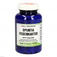 OPUNTIA FEIGENKAKTUS Kapseln