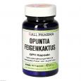 OPUNTIA FEIGENKAKTUS Kapseln