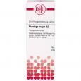 PLANTAGO MAJOR D 2 Dilution