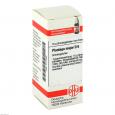 PLANTAGO MAJOR D 6 Globuli