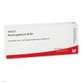PLEXUS GASTRICUS GL D 8 Ampullen