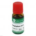 PODOPHYLLUM LM 6 Dilution