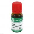 SABAL SERRULATUM LM 6 Dilution
