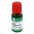 SECALE CORNUTUM LM 6 Dilution