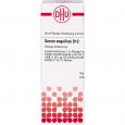 SERUM ANGUILLAE D 12 Dilution