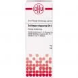 SOLIDAGO VIRGAUREA D 12 Dilution