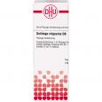 SOLIDAGO VIRGAUREA D 8 Dilution