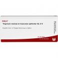 TRIGONUM vesicae et Musculus sphincter GL D 5 Amp.
