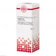 ZINGIBER D 4 Dilution