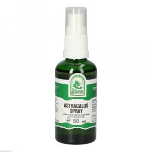 ASTRAGALUS SPRAY