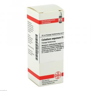 CALADIUM seguinum D 3 Dilution