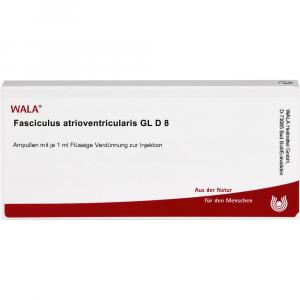 FASCICULUS atrioventricularis GL D 8 Ampullen
