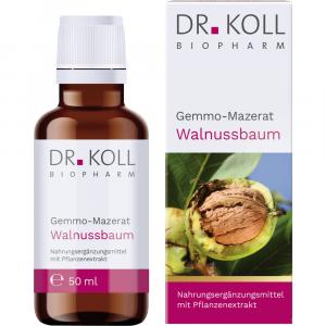 GEMMO-MAZERAT Walnussbaum Dr.Koll Juglans reg.Tro.