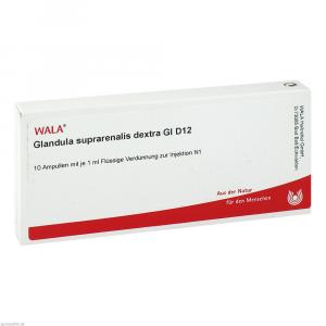 GLANDULA SUPRARENALES dextra GL D 12 Ampullen