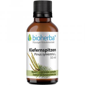 KIEFERNSPITZEN Pinus sylvestris L.Tinktur