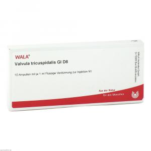 VALVULA tricuspidalis GL D 8 Ampullen