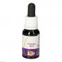 ANTISEPTIC Bush australische Living Essenz Tropfen