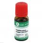 CHELIDONIUM MAJUS LM 18 Dilution