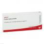 CORPUS LUTEUM GL D 5 Ampullen
