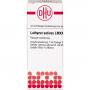 LATHYRUS SATIVUS LM XXX Dilution