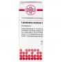 LATRODECTUS mactans C 1000 Globuli Ind.Fert. LATRODECTUS mactans C 1000 Globuli Ind.Fert.