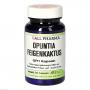 OPUNTIA FEIGENKAKTUS Kapseln