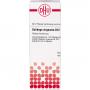 SOLIDAGO VIRGAUREA D 12 Dilution