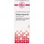 SOLIDAGO VIRGAUREA D 8 Dilution