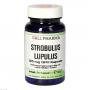 STROBULUS Lupulus 125 mg GPH Kapseln STROBULUS Lupulus 125 mg GPH Kapseln